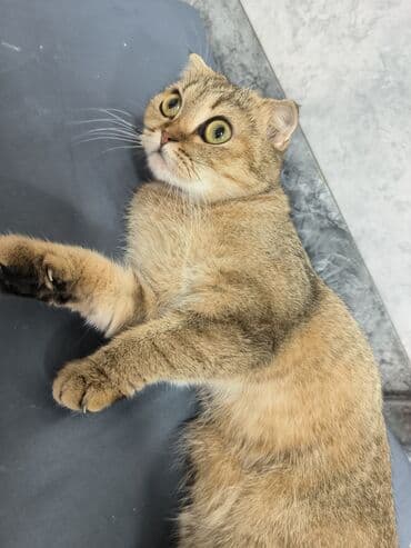 Akvariumlar: Şotland yastı qulaq, Dişi, Yaxşı əllərə — 8