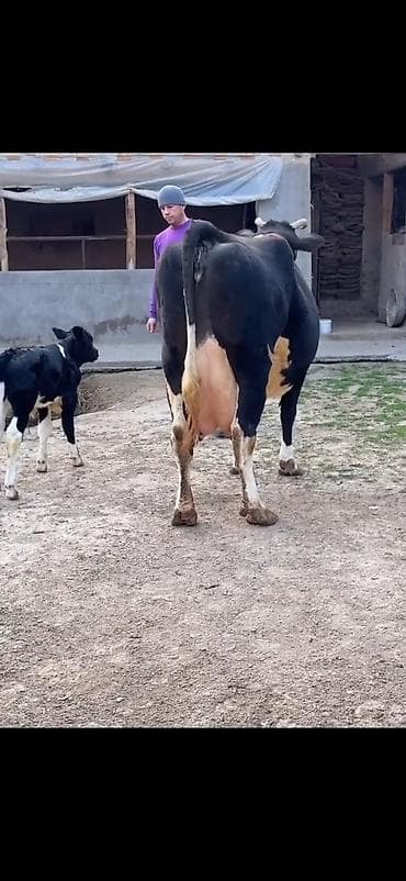 qara mal: Südlük inək və balası - Cins: qara‑ağ (Holştin tipli) süd istiqamətli — 10