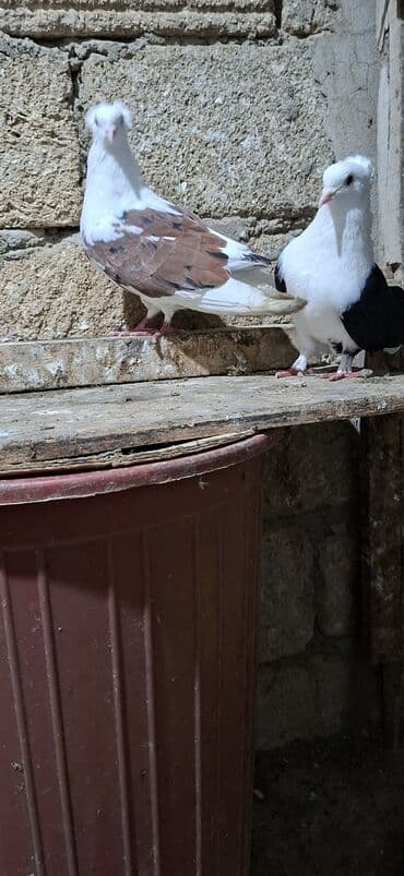 Akvariumlar: Qoşa əbrəş çəp əbrəş quyruq erkəy qızqın super heyvandı mayasıda qara — 2