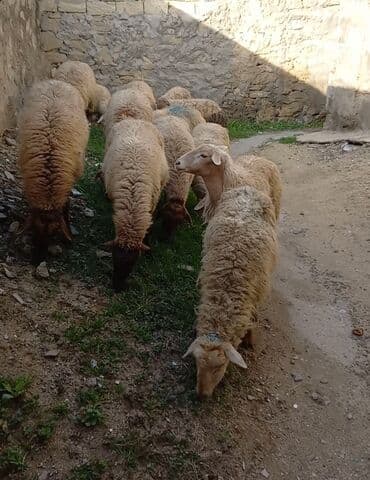 Собаки: BOXAZ QOYUNLAR TEK TEK DƏ SATLIR — 3