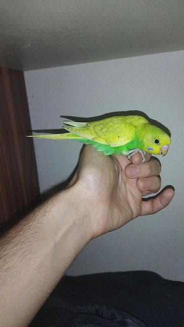 xaski it adlari: Il — 5