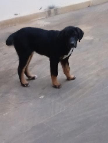 Pişiklər: 4 ay, Erkek, Peyvəndli, Ünvandan götürmə — 10