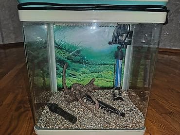 boyuk akvarium: Akvarium — 1