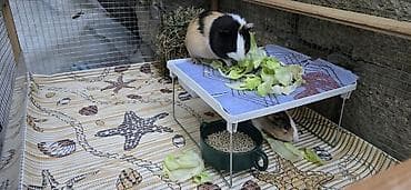 ev heyvan: Dovşancıq/qravçik (guinea pig) üçün tam avadanlıqlı qəfəs dəsti — 4