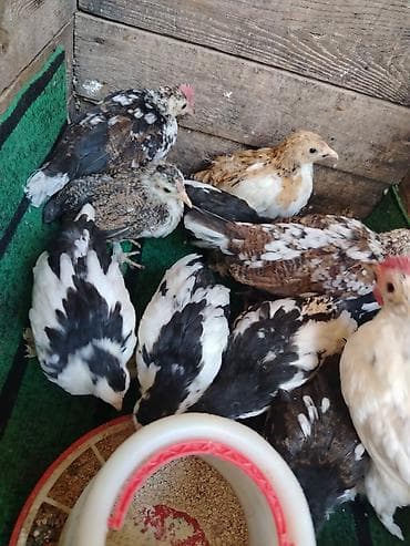 toyuq satılır: Toyuq, Milflör, Damazlıq — 9