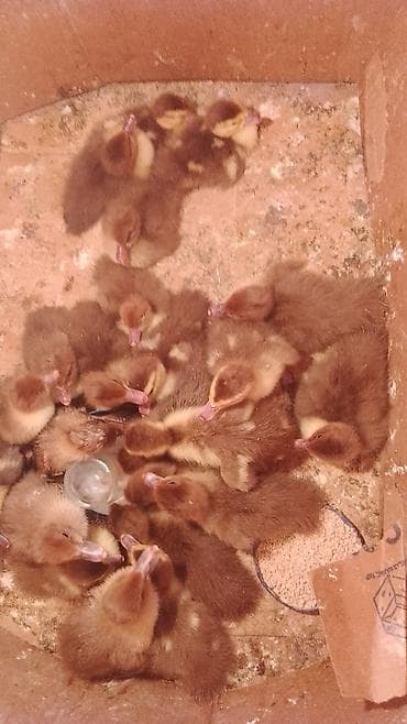 Qrasnadar Lal ördek balasi satilir.5manat - Rəng: qəhvəyi tüklü, bəzi lalafo.az -da Qrasnadar Lal ördek balasi satilir.5manat - Rəng: qəhvəyi tüklü, bəzi