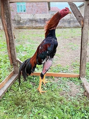 Cinsi: Uzunboyun heyratı xoruz (ehtimalən Malay/Şamo tipli) Rəng