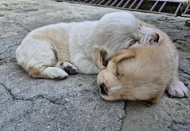 itlər xaski: 1 ay, Peyvəndli, Ünvandan götürmə — 2