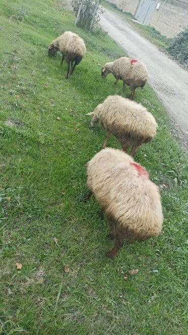 pişiyə verilən adlar: Məhsul: 5 baş Qoyunlar (anaç və gənc başlar) Təsvir: - Şəkillərdə — 6