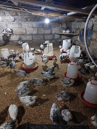 yumurtalik toyuqlar: Təcili Satılır Serebris F6 colpaları 125 ədəd Colpa irili xırdalı 2 ay — 8