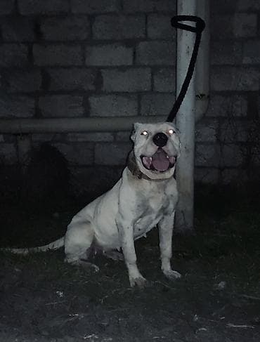 Pişiklər: Doq, 2 il, Dişi, Peyvəndli — 3