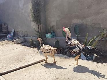 avstralop xoruz: Heyrati satilir. Qiymet cutune aiddi. Ela damazliqdi doyusken xoruzdu — 3