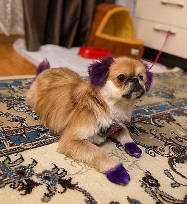su iti: Pekines, 6 ay, Dişi, Peyvəndli, Ünvandan götürmə — 2