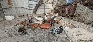 it sekil: Toyuq, Damazlıq — 6