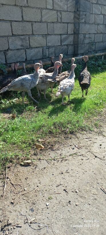 ingilis setter it cinsinin digər adı: Erkək, Damazlıq — 11