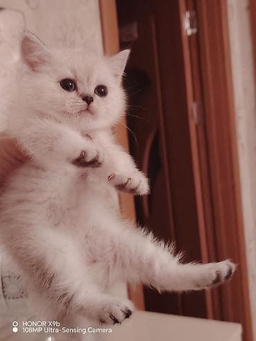 naxcivan heyvan elanlari: Şinşilla — 1