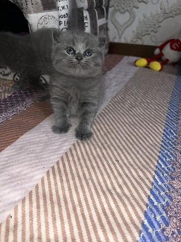 satiliq pisikler: Britan, Erkək, Dişi, Yaxşı əllərə, Ünvandan götürmə — 1