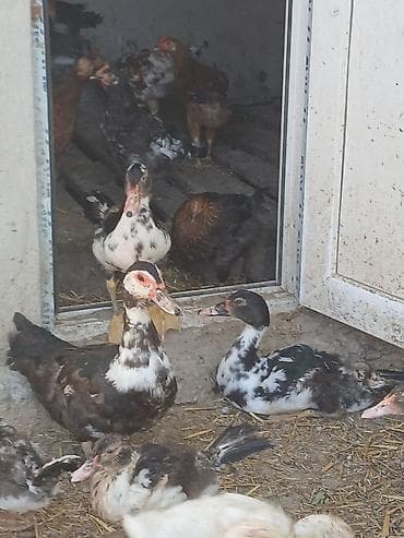 brama cucesi: Muskovy ördəkləri (indoutka) – müxtəlif rəng çalarlarında sürü - — 3
