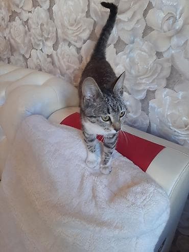 bala pişiylər: Tabbi, Dişi, Yaxşı əllərə — 2