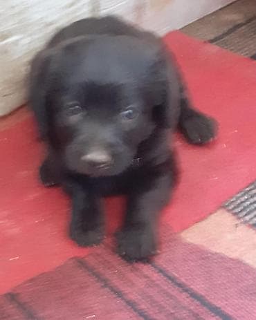 it alanlar: Labrador-retriver, 1 ay, Dişi, Peyvəndli — 6