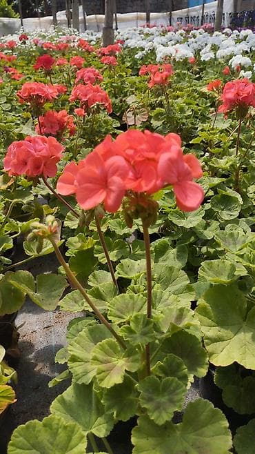 əhəng daşı: Məhsul: İsti mövsüm üçün dekorativ çiçəkli saksı bitkiləri Təsvir: - — 5