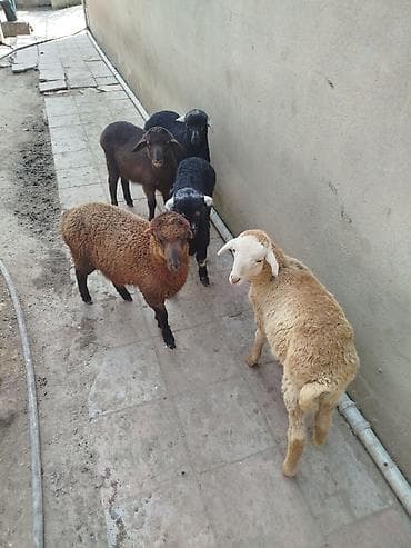 yetim quzular: Qoyun-quzu sürüsü - Növlər: qaragül/qara və tünd-qəhvəyi rəng — 3