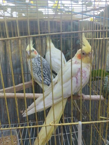 sultan tutuquşu: Məhsul: Nimfa tutuquşuları (Cockatiel) Təsvir: - Şəkillərdəki qəfəsdə — 5