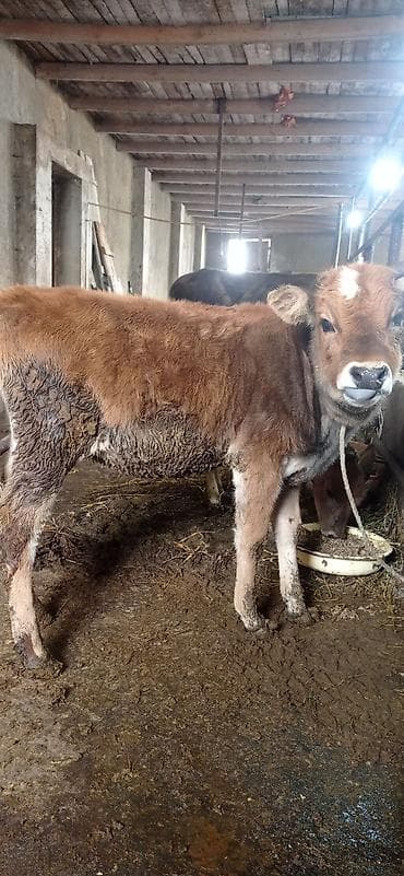 quslar type 1: Satlıq buzov - Növ: Yerli dana dişidi - Qidalanma: üyüdülmüş yem və — 1