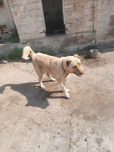 alabaý itleri: Qurdbasar, 9 ay, Erkek, Pulsuz çatdırılma — 2