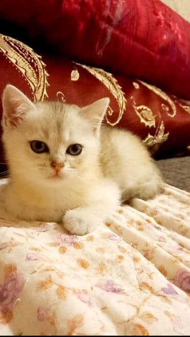 azerbaycanca pişik adlari: Britan, Erkək, Dişi, Yaxşı əllərə, Ünvandan götürmə — 5