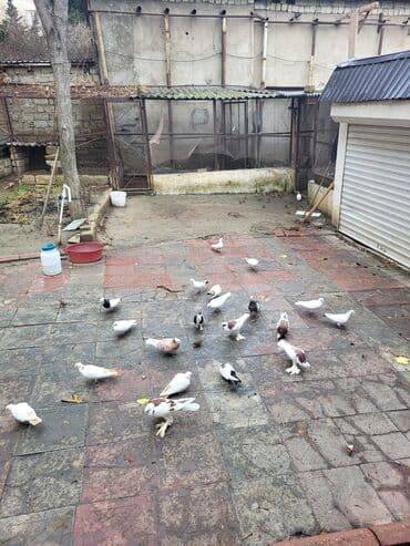 hava matoru: Məhsul: Qanadlı ev heyvanı – saqqallı, lələkləri ayaqlı bəzəkli — 4