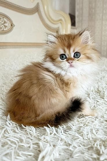 dana heyvan: Золотая шиншилла — 3