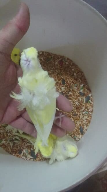 попугай ара цена: Попугаи — 12