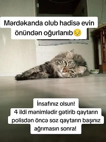 Elan: Itkin düşmüş pişik axtarılır Məkan: Mərdəkan Xüsusiyyətlər: - — 2