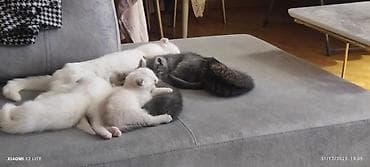 simmental cinsi: Şotland yastı qulaq, Erkək, Dişi, Yaxşı əllərə, Ünvandan götürmə, Pulsuz çatdırılma, Ödənişli çatdırılma — 4