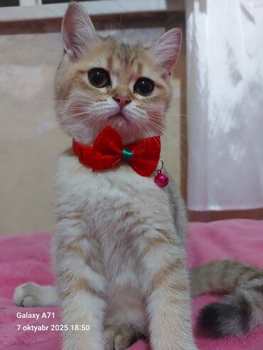 pisiye verilen adlar: Dişi, Ödənişli çatdırılma — 3