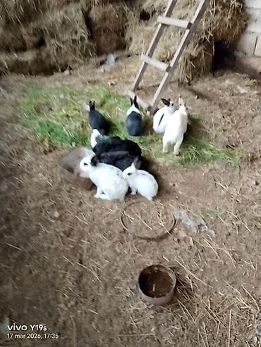 qiz dovsan adlari: Ev şəraitində saxlanılan yerli dovşanlar biri 5 manat Xüsusiyyətlər — 2