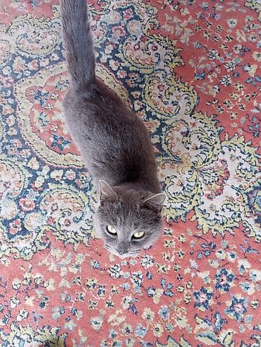 Собаки: В добрые руки — 1