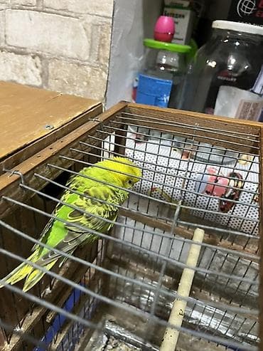 Herşeyi üsdünde verilir biz evdə olmuruğ diə satırığ tək qalmasınlar lalafo.az -da Herşeyi üsdünde verilir biz evdə olmuruğ diə satırığ tək qalmasınlar