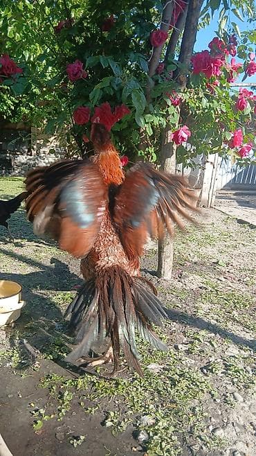 Star saglamligi göz onunde