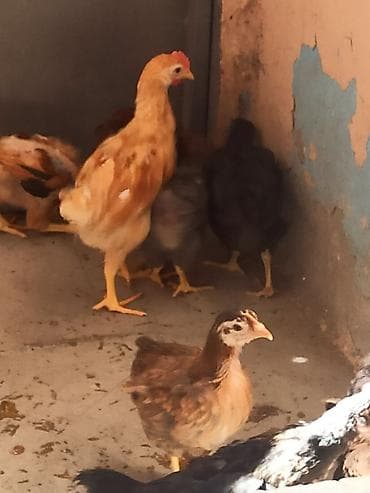 cucə satan: Toyuq cücələri, Ətlik — 4