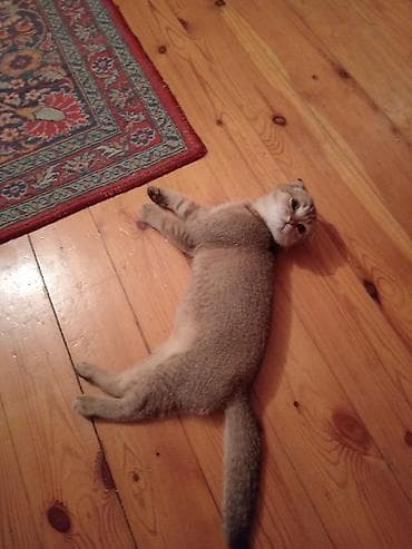 Britan yastı qulaq, Erkək — 5