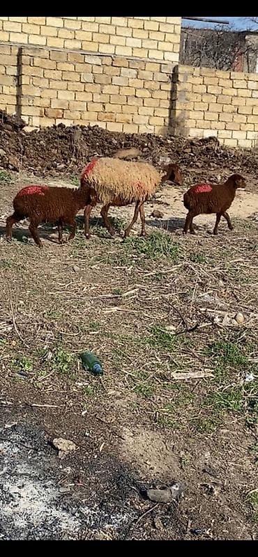 balaca cuce: Ekiz balali 2 ci qarin quzularin ikiside erkeydi qoyun bogazdi unvan — 2
