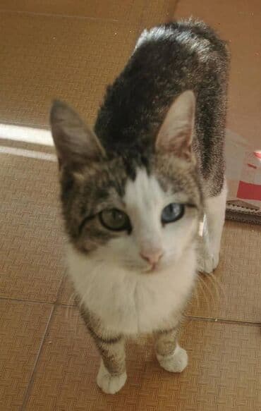 pişik balasi: Dişi, Yaxşı əllərə — 3