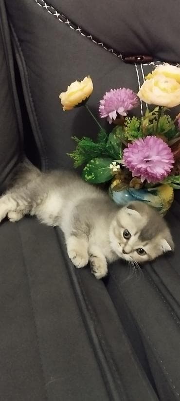 pişik balasi: Şotland, Dişi, Pulsuz çatdırılma — 3