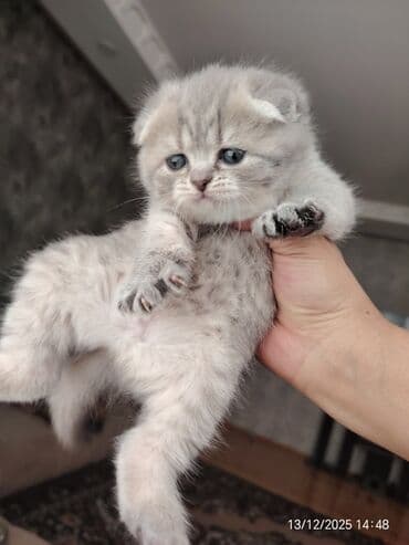 pişik cantası: Şotland yastı qulaq — 4