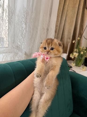 pisik sinsila: Şotland, Dişi — 2