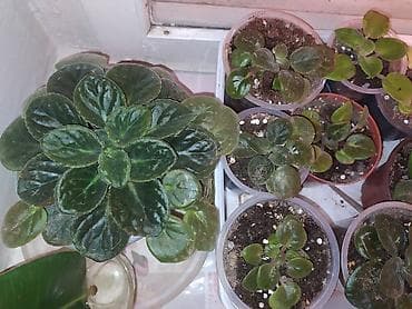 BƏNÖVŞƏLƏR OTAQ BİTKİLƏRİ lalafo.az -da BƏNÖVŞƏLƏR OTAQ BİTKİLƏRİ