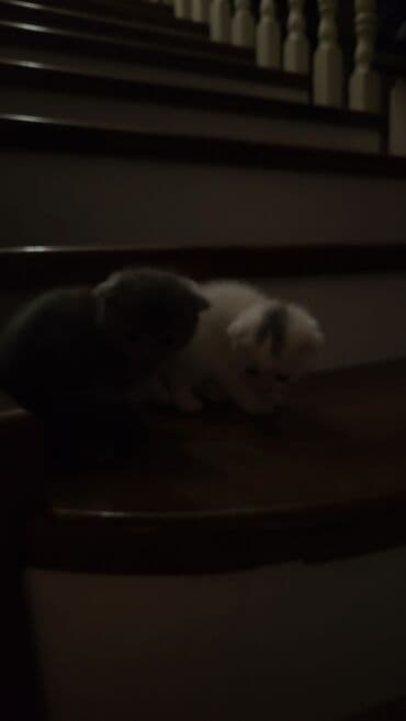 pişik tualet: Şotland yastı qulaq — 7