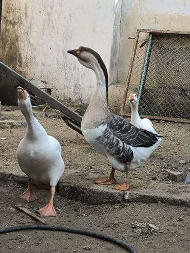 (uzunboyun, Asiya tipli). 5 aylıq 2 erkək 1 dişi qazlar satılır çox